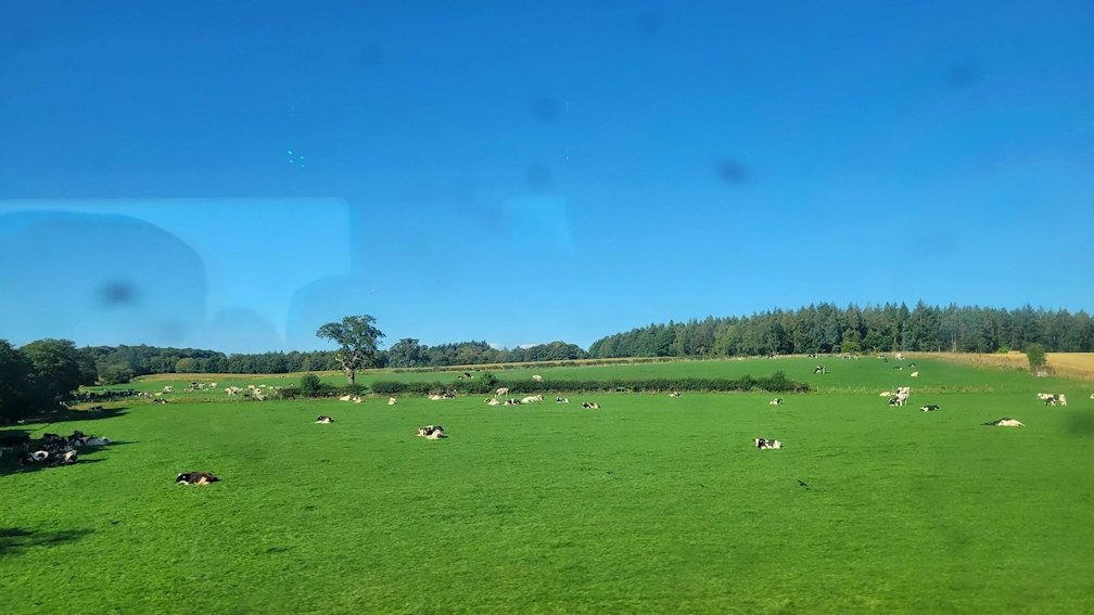 Cows in the fields